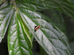 Choreutis basalis