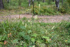 Aconitum barbatum