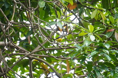 Anthreptes malacensis