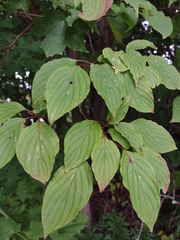 Cornus alternifolia