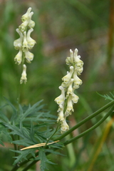Aconitum barbatum