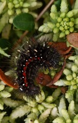 Acronicta menyanthidis