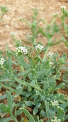 Heliotropium