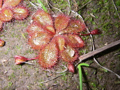 Drosera praefolia