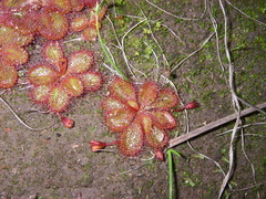 Drosera praefolia