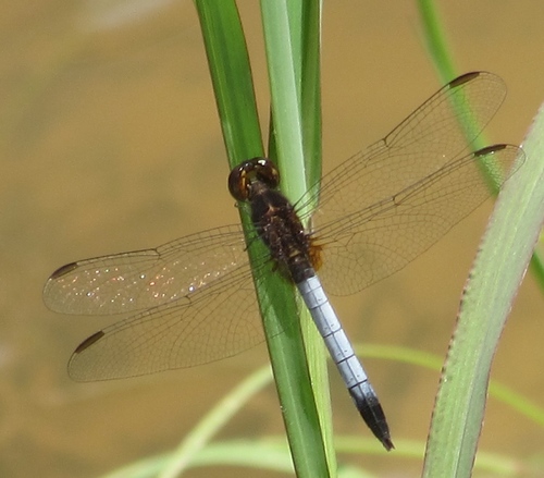 Plateau Dragonlet