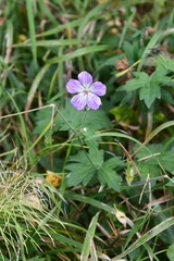 Geranium wlassovianum