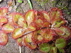 Drosera praefolia