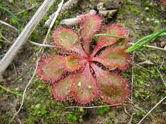 Drosera praefolia