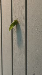 Microcentrum retinerve