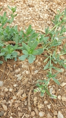 Heliotropium