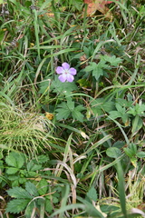 Geranium wlassovianum
