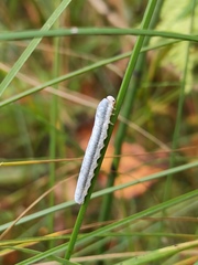 Monostegia