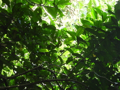 Erpornis zantholeuca