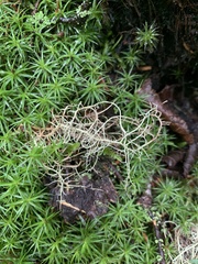Usnea dasopoga