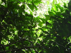 Erpornis zantholeuca