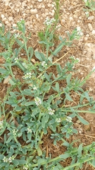 Heliotropium