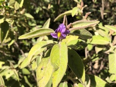Solanum nemophilum
