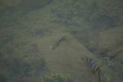 Mayaheros urophthalmus