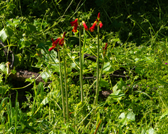 Phycella cyrtanthoides