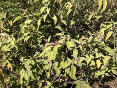 Solanum nemophilum