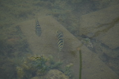 Mayaheros urophthalmus