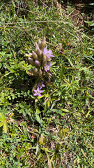 Gentianella