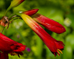 Phycella cyrtanthoides