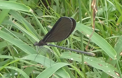 Atrocalopteryx atrata