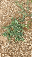 Heliotropium