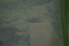 Mayaheros urophthalmus