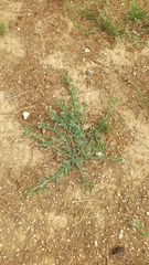 Heliotropium