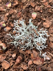 Evernia prunastri
