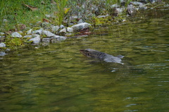 Varanus salvator macromaculatus
