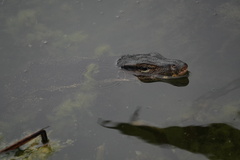 Varanus salvator macromaculatus