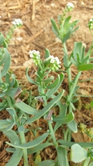 Heliotropium