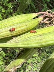 Lygaeus kalmii