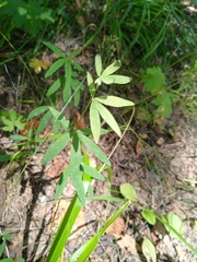 Trifolium lupinaster