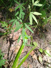 Trifolium lupinaster