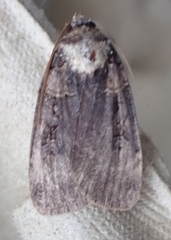 Pseudohermonassa bicarnea