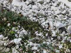 Vipera berus marasso