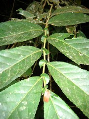 Homalium africanum