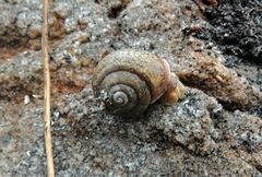 Cupedora bednalli