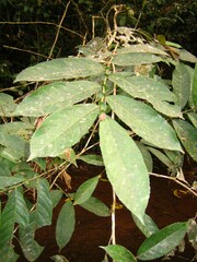 Homalium africanum