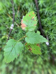 Betula cordifolia