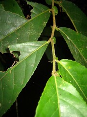 Homalium africanum