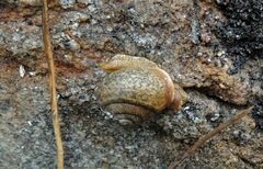 Cupedora bednalli