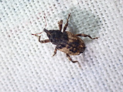 Cryptorhynchus fuscatus