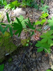 Trifolium lupinaster