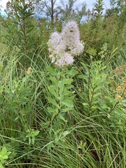 Spiraea alba